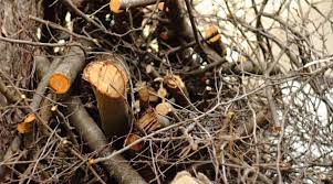 We pruned this ash tree in the netherlands. Is Ash Good For Firewood Ash Firewood Guide