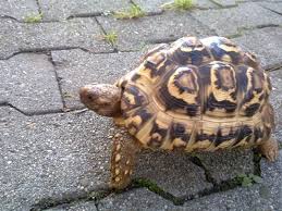 Pantherschildkröte (stigmochelys pardalis (bell, 1828)) gattung eigentliche landschildkröten (testudo linnaeus, 1758) maurische landschildkröte (testudo graeca linnaeus, 1758) griechische landschildkröte (testudo hermanni gmelin, 1789) vierzehenschildkröte (testudo horsfieldii gray, 1844) ägyptische landschildkröte (testudo kleinmanni. Landschildkrote Pantherschildkrote Kaufen Oder Tauschen Gegen Afrik Weissbauc Tieranzeigen Net