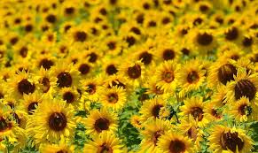 Meaning has been attributed to flowers for thousands of years, and some form of floriography has been practiced in traditional cultures throughout europe, asia, and africa. 12 Flower Poems Poems On The Beauty Of Flowers