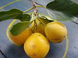 Image result for Cordia goetzei