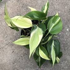 Silver stripe is born to gray wing and slate along with her siblings, white tail and black ear. Philodendron Silver Stripe Plant Care Houseplant Plants Philodendron
