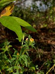 Image result for Stylosanthes