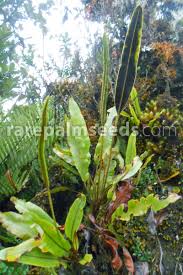 Image result for Elaphoglossum