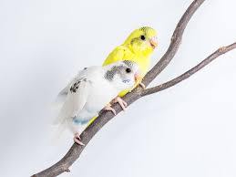 You find out what is on tv guide by scrolling through the listings on your television or even by checking out websites, newspapers and magazines. 10 Small Pet Bird Species Vivo Pets