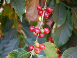Image result for Coffea racemosa