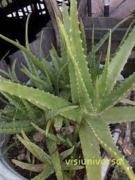 Yaitu tanaman yang hanya dimanfaatkan daunnya saja seperti daun kelor, daun bidara, daun pegagan, daun dewa dan lainnya. 100 Tanaman Toga Tanaman Obat Keluarga Yang Wajib Ditanam Visiuniversal