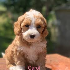 Home » puppies » labradoodle » michigan » ottawa county » holland » about labradoodle. All Star Breeders Of Labradoodles Home Facebook