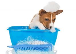 Join the k9000 family and see the results for yourself! 7 Tips For Safe Stress Free Grooming Animal Wellness Magazine