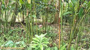 Gambar bunga kantan bunga kantan segalanya tentang tumbuhan khasiat kegunaan pokok bunga kantan limau manis Khasiat Kegunaan Pokok Bunga Kantan