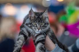 Le highlander est un chat de grande taille très reconnaissable car il ressemble à un lynx. Top 5 Des Races De Chats Avec Des Oreilles De Lynx