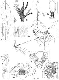 Image result for Afrocanthium ngonii