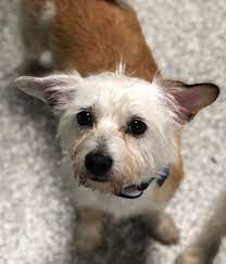 › westies for sale near me. Adopt Adelaide On Petfinder Dog Adoption Help Homeless Pets Chihuahua Dogs