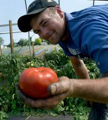 In today's episode on plant profiles, we look at the red pride hybrid tomato. Early And Oh So Red Dundee Farmer Harvests Tomato Crop With Pride