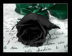 Check spelling or type a new query. Category Flowers Symbolism Wiki Fandom
