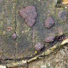 Image result for Hypoxylon multiforme