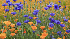 Download, share or upload your own one! Summer Flowers Wallpaper For Desktop Posted By John Walker