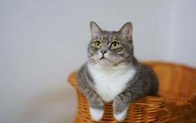 Disi Kedi Kisirlastirma Sonrasi