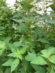 Image result for Acalypha