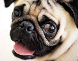 We have over 220 pictures of dogs for you to choose, from simple line art of different dog breeds, through to famous cartoon dogs such as the 101 dalmations, or paw patrol to name a few. Pug Dog Eye Problems Cleaning Treatment Of Conditions