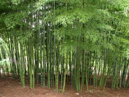 · how to start bamboo from seed items needed: Bamboo Backyard Expert Advice For Easy Care Weather Stationary