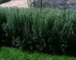 Rosemary Hedge At Capel Manor Gardens Garden Design Manor Garden Garden Inspiration