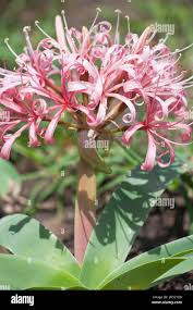 Image result for Ammocharis coranica