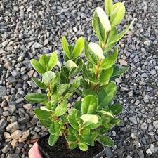 Image result for Feijoa sellowiana