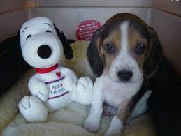 Lemon puppies are typically born nearly pure white, with no colored patches. Prices Colors Sizes Sunshine Beagle Puppies