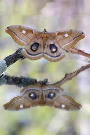 Les Jumeaux By Denis Dumoulin Photo 70773739 500px Hering