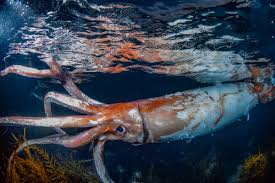 Watch Extremely Rare Footage of Giant Squid With 'Thick Arms': 'Terrified'  - Newsweek