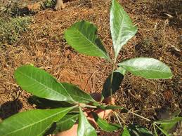 Image result for Oldfieldia