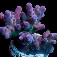 Image result for Peponium sp. A