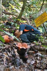 Kunjungan penulis ke taman negeri royal belum adalah sebahagian daripada acara kembara media perak 2019 (empat hari tiga malam) dari 28 salah satu tarikan di royal belum ialah musim burung. 36 Royal Belum State Park Ideas Peninsular Malaysia Taman Negara Rainforest