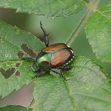 How To Get Rid Of Japanese Beetles Japanese Beetles Getting Rid Of Japanese Beetles Garden Bugs