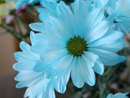 Check spelling or type a new query. Beautiful Blue Daisy Flowers Nature Background Wallpapers On Desktop Nexus Image 2111495