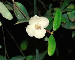 Image result for Cunoniaceae