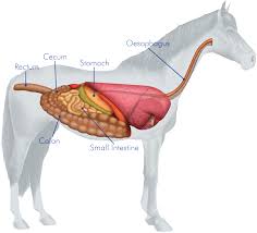 Check spelling or type a new query. The Horse S Digestive System Category Articles Category Articles New Choosing The Right Diet General Choosing The Right Diet General And More Hygain Australia Library Blog