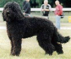 Info on french water dogs, barbet history, barbet breeders, barbet puppies. Barbet Dog Wikipedia