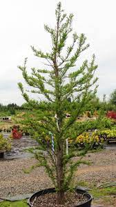 Ez az illóolaj monoterpéneket tartalmaz, amelyek. Mocsari Ciprus 150 Cm Taxodium Distichum Koronakert Webaruhaz