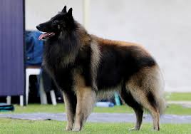 Flickr is almost certainly the best online photo management and sharing application in the world. Belgian Shepherd Dog Tervueren Breeds