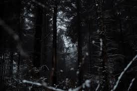 Vector forest, sunset forest, nature, sky, atmosphere, darkness. Snowy Forest Pictures Download Free Images On Unsplash