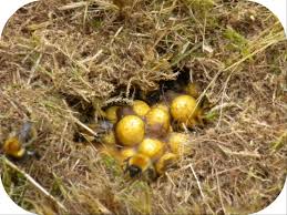 Bumble bees will also build nests under decks; Liverpool Bumble Bee Removal Treatment