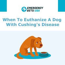 Joshua lachowicz provides tips for recognizing the warning signs of cancer in pets and the steps you can follow to. When To Euthanize A Dog With Cushing S Disease Saying Goodbye