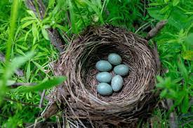 Amsel brutzeit wann amseln bruten tiere online de. Amsel Im Garten Lebensraum Nistverhalten Und Bevorzugte Nahrung
