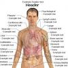 A part of the body between the stomach and the neck, containing the heart and lungs example: 1