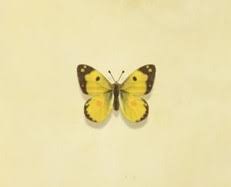I caught a clouded yellow butterfly! Yellow Butterfly Animal Crossing Wiki Fandom