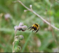 Image result for Bombus jonellus