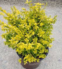 Image result for Ligustrum sinense