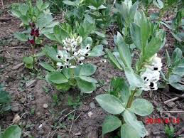 In addition to being a lean protein choice with lots a species of flowering plant in the vetch and pea family fabaceae, vicia faba is the scientific name for the fava bean. Fava Beans More Than Just Beans Plants Forum At Permies