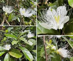 Image result for Capparaceae